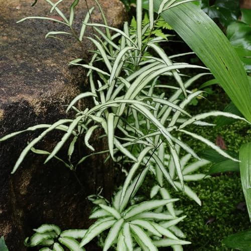 semillas - helechos resistentes para el jardín medicinales de helecho, resistentes macetas jardín perennes exóticas 85pcs