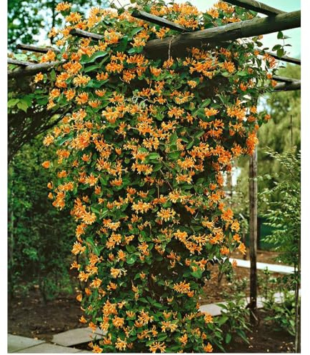 Mandarin Honeysuckle Vine - Perennial - Lonicera - 2.5 Pot