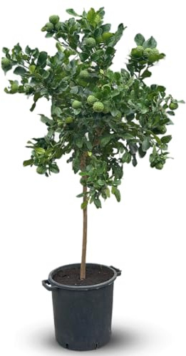 Attitude Jardin - Combava - citrus hystrix - agrume méditerranéen - arbre fruitier - 170-190 cm - ⌀ 35 cm
