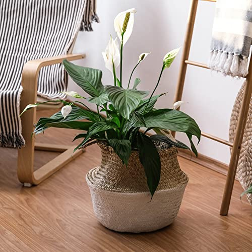 Houseplant Peace Lily Spathiphyllum 'Sweet Silvio Air So Pure' Tender Perennial White Blooms Air-Purifying Easy to Grow Your Own Garden Indoor Flowering Plants 14cm Potted Plant By Thompson and Morgan