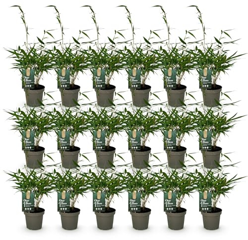 Green boutiQ - Bambou - Fargesia robusta Pingwu - Persistant - Non envahissant - Vert - 18 Plantes - Pot 14cm - Hauteur 35cm