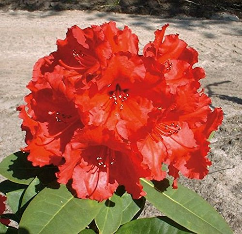 Großblumige Rhododendron Red Jack 30-40cm - Alpenrose - lebende Gartenpflanze aus den Baumschulen