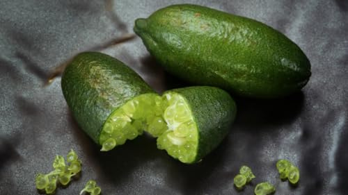 Calamondin- Naranjo enano Chino de 55 cm de Altura - Kumkuat Planta Natural (Citrus Fortunella) - (Altura 55 Cm aprox) (Caviar Citrico)