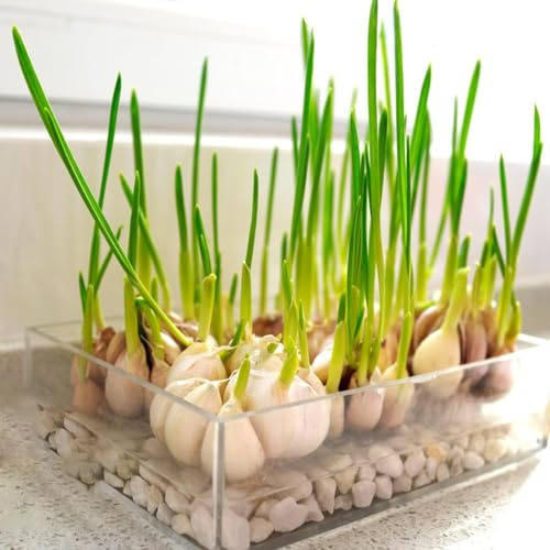 semillas de ajo resistentes, decoracion de balcones balcón ajo invierno semillas silvestres resistentes para jardín, 100pcs