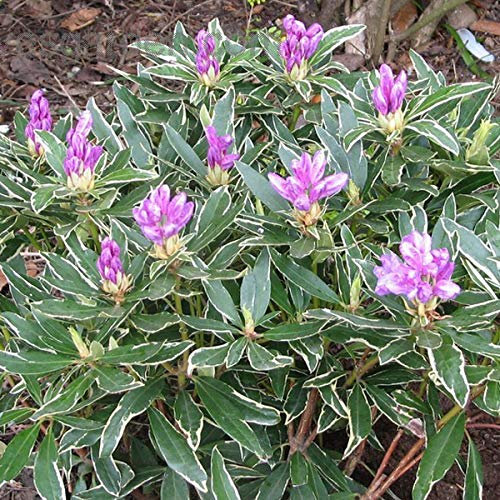 Rhododendron Ponticum 'Variegatum' 40-50 cm en conteneur