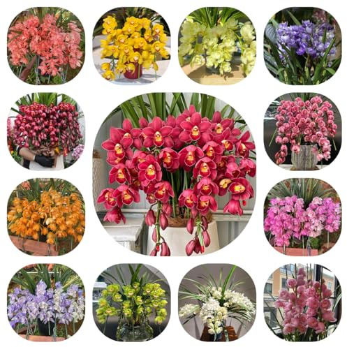 semillas de orquídeas cymbidium - perenne exóticas resistentes 120pcs