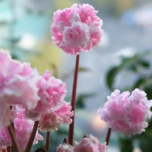 semi di ciclamino esotico organico estivi decorazioni da giardino per esterni da balcone vecchie varietà semi di come bomboniera perenni resistenti selvatici 100pcs