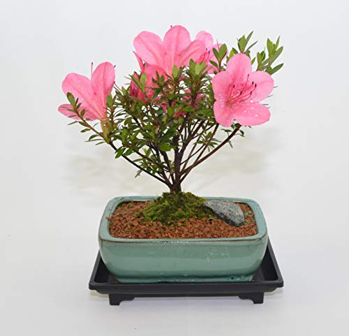 Indoor bonsai, Azalea Chinzan, 8 Years Old, Flowers, Broom Style, Free Tray.