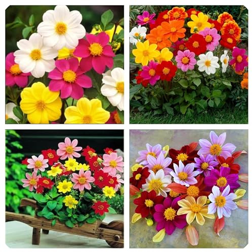 Semi di Dalia Mignon, Miscuglio di Colori, 50 Semi, per Vaso o Giardino