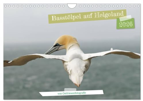 Basstölpel auf Helgoland - von Ostfriesenfotografie (Wandkalender 2026 DIN A4 quer), CALVENDO Monatskalender: Zu Besuch bei den Basstölpeln auf Helgoland (CALVENDO Tiere)