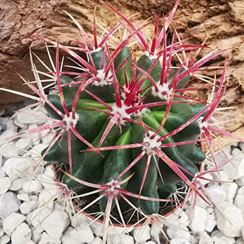 Mexican Lime Cactus Ferocactus Pilosus 25 Seeds Same Day Dispatch