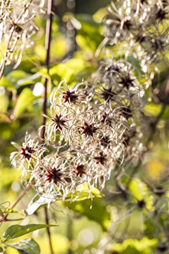 Clematis tangutica 80–100 cm – Winterhart & Mehrjährig & Pflegeleicht – Gold-Waldrebe – Kletterpflanze für Pergola & Rankhilfe