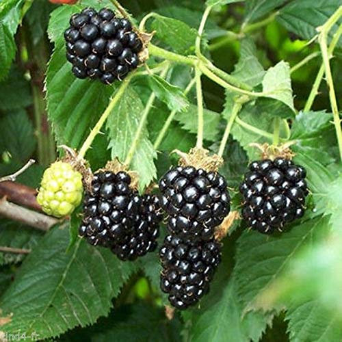 Portal Cool 20 Semi Black Raspberry Rubus Occidentalis - Lampone Nero 20 Semi