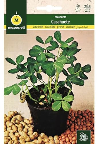 Mascarell - Graines d'arachide à planter, créez votre propre potager urbain et culture à la maison, plantes horticoles, hauteur 30-50 cm, climat tempéré chaud 10 g