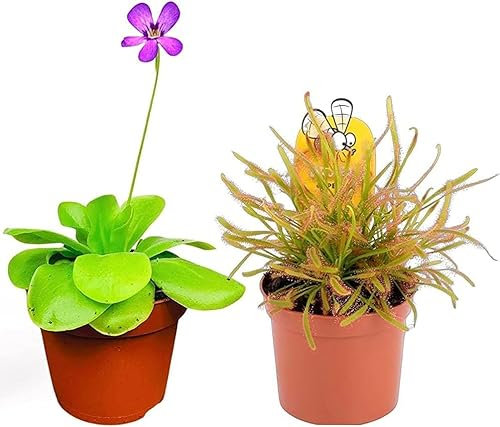 2 x Carnivorous Plants - Butterwort ans Sundew, Pinguicula and Drosera Plants in - 9cm Pots Indoor/Outdoor Plants