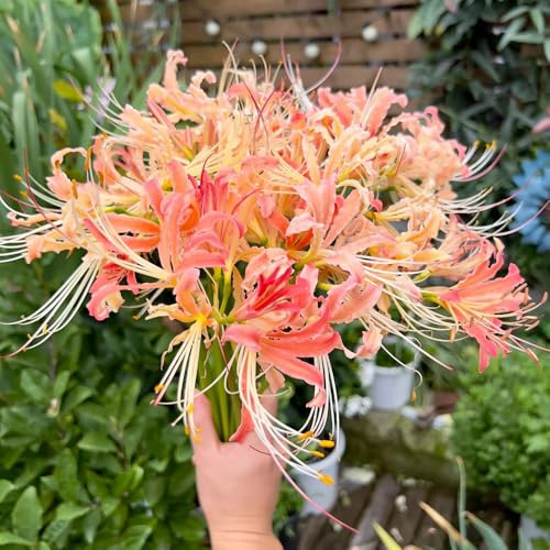 Lirio araña - Lycoris radiata balcón de jardín interior jardín Parterres elevados 3bulbos