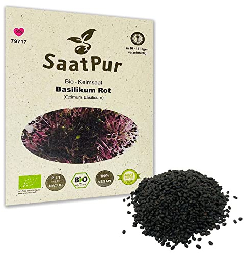 Basilikum Rot BIO Keimsaat von SaatPur - Keimsprossen Sprossen Microgreen - 50 g