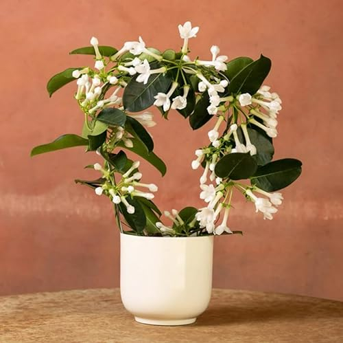 Stephanotis floribunda on a Hoop - Madagascar Jasmine in 12cm Pot - 40cm in Height - Fragrant Star Shaped Flowers
