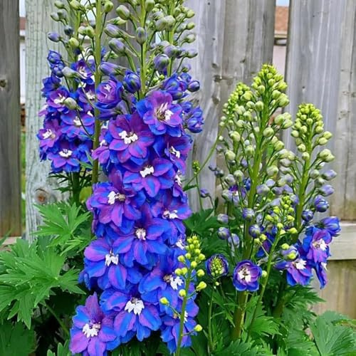 Rittersporn, exotische garten geschenke für gartenliebhaber stauden winterhart mehrjährig blumenwiese 400Samen