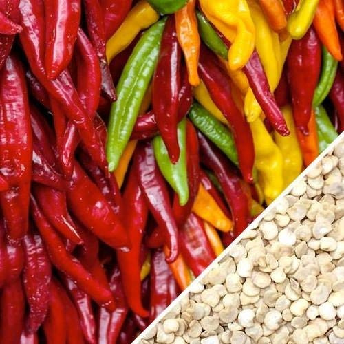 50 pimenteros semisantos de Santa Fe Grande
