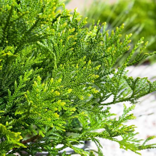 Thujopsis dolabrata 'Nana' – Compact Dwarf Conifer with Green Foliage and Silvery Undersides, Ideal for Rockeries and Containers, 1X 2 Litre Pots by Thompson and Morgan
