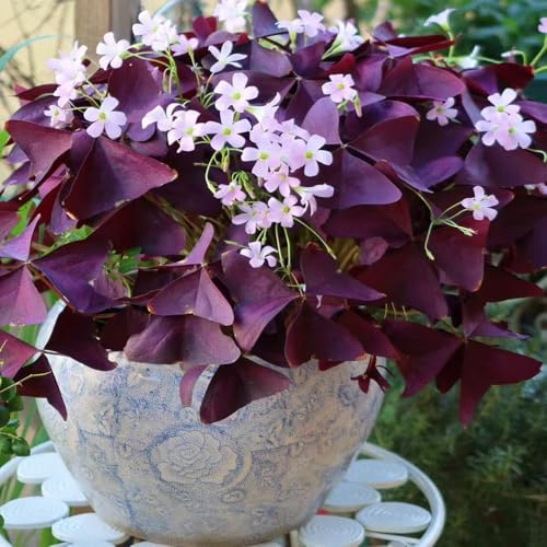 bulbos Oxalis triangularis - prado de resistentes de oficina interior decorativas jardín rocas primavera Trébol la suerte Camas elevadas para 3pcs