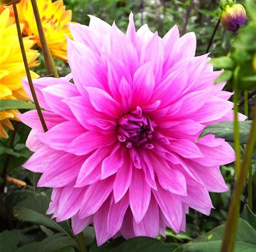 Dahlienknolle : Dahlia - Riesenschmuckdahlie  Rosella  1 Knolle/Rhizom