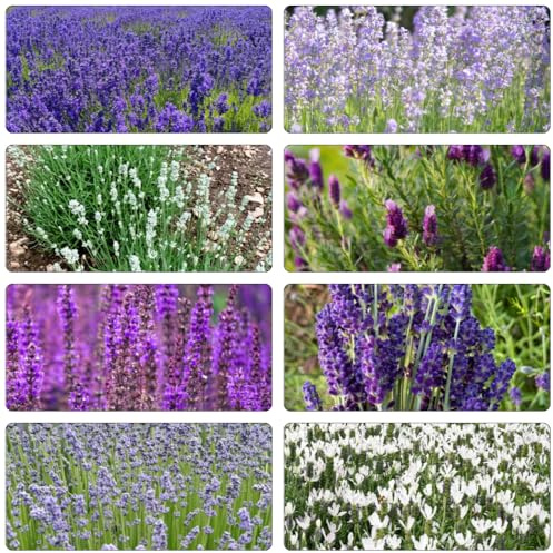 semillas de lavanda jardín interior exterior decoración 350pcs