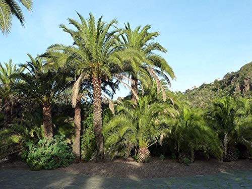 Kanarische Dattelpalme Seeds (Phoenix canariensis), 10 Samen