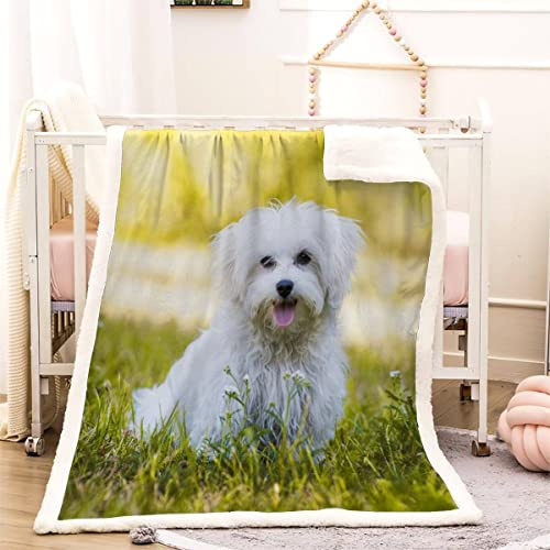 Kuscheldecke 130x150 Maltesischer Hund 3D Süßes Haustier Warm Fleece-Decke Weich Flauschige Sherpa Wohndecke Microfaser Sofadecke Couchdecke Zweiseitige Decke Dekor Schlafzimmer Kollektion Winter