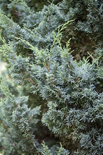 Juniperus chinensis 'Blaauw' 15-20 cm - Chinesischer Wacholder, blaugraue Nadeln, ideal für Steingärten und Bonsai, pflegeleicht und winterhart