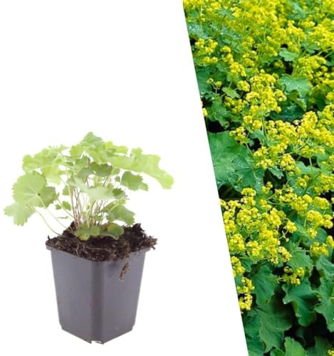 Plants by Frank | 24 Plantes d’alchémille | Alchemilla mollis | Couvre-sol rustique | Plantes vivaces de bordure | Très florifère | Port dense | Plantes d’extérieur | Jardin