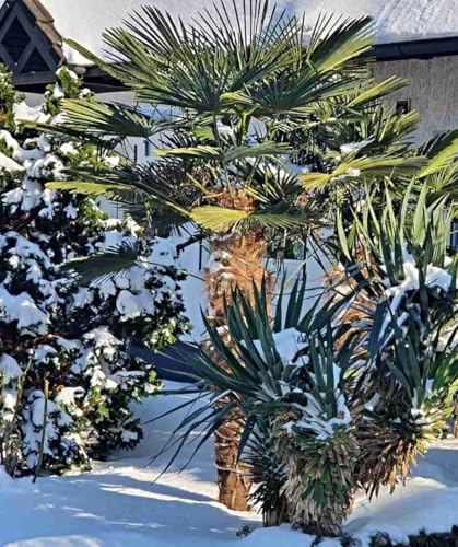 frische Trachycarpus Wagnerianus Samen, Wagner's Hanfpalme, eigene Ernte 2025 (100 Samen)