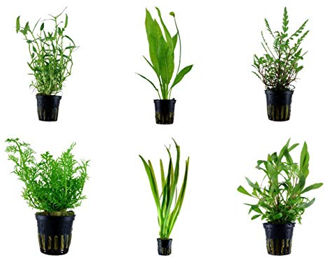 Tropica Hintergrund Set mit 6 Topf Pflanzen Aquariumpflanzenset Nr.34 Wasserpflanzen Aquarium Aquariumpflanzen