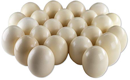 24 Straußeneier aus Südafrika - 1A Qualität - Straußenei - Größe ca. 13-16cm - naturbelassen, entleert, ausgeblasen und gereinigt