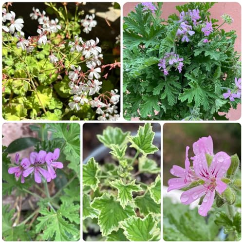 Semillas de Pelargonium graveolens, geranio con aroma a geranio de limón Jardín de interior, exóticas resistentes, Jardín de interior, decoración 55pcs