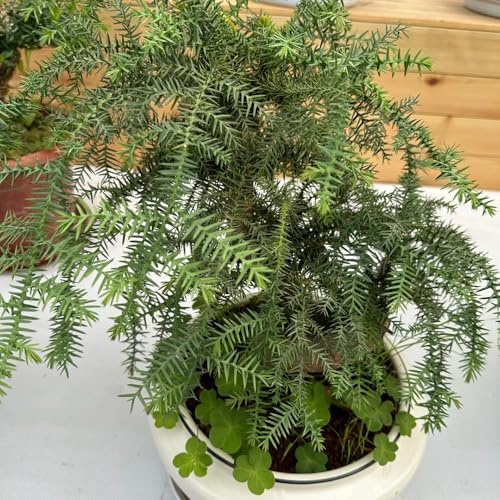 araucaria araucana - exotische zimmerpflanzen winterhart gartenpflanzen hochbeet balkon kübelpflanzen 45samen