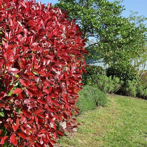 YouGarden Photinia 'Red Robin', Established Shrub in 2L Pot, Evergreen with Evolving Foliage Colour, Ready to Plant