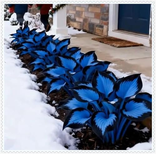 Hosta Bulbi- Resistenti al freddo e alla siccità-Bulbi di Hosta-Rare-8 Bulbi-I