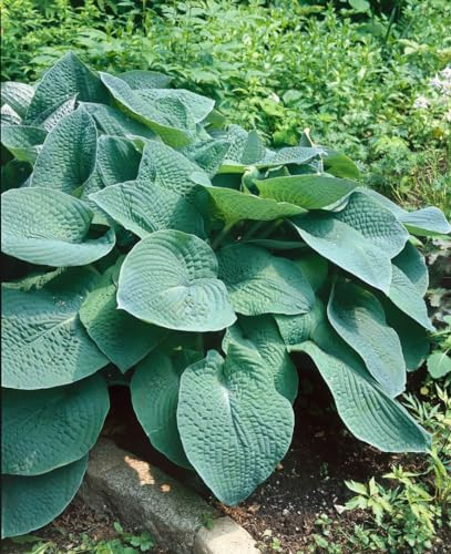 Hosta x cult. 'Green Friend Tomatoes' 11x11 cm Topf – Winterhart, Mehrjährig, Pflegeleicht – Funkie – Blattschmuckstaude für Schattenbeet & Kübel