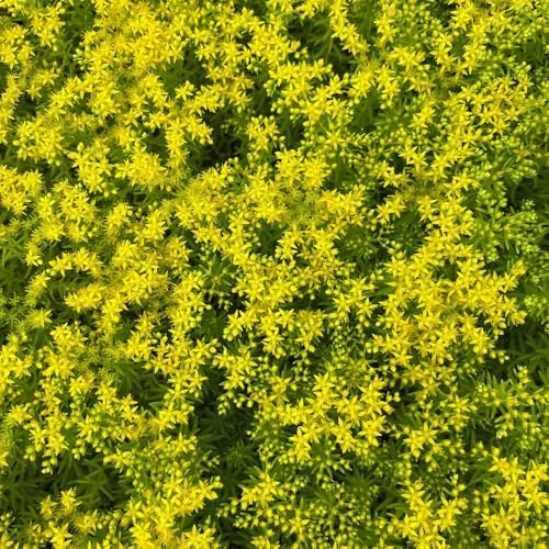 semillas resistentes de de sedum,para lugares soleados.semillas de,aptas para abejas 200pcs