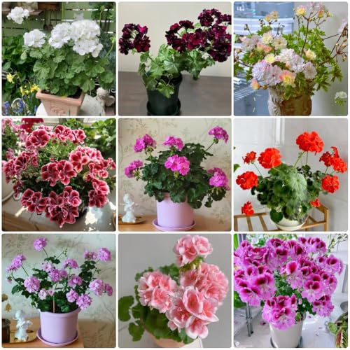 Geranien Hängend, winterharte für garten Pelargonium hortorum, alte sorten exotische balkonpflanzen winterhart 250Samen