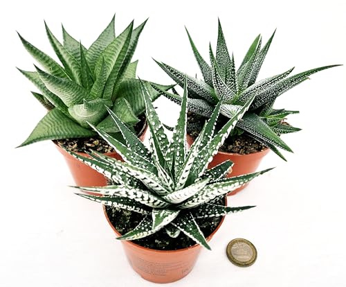 POWERS TO FLOWERS - CACTUS HAWORTHIA LIMIFOLIA, HAWORTIA ALBA, HAWORTIA CONCOLOR, IN VASO 9cm DIAMETRO, piante vere