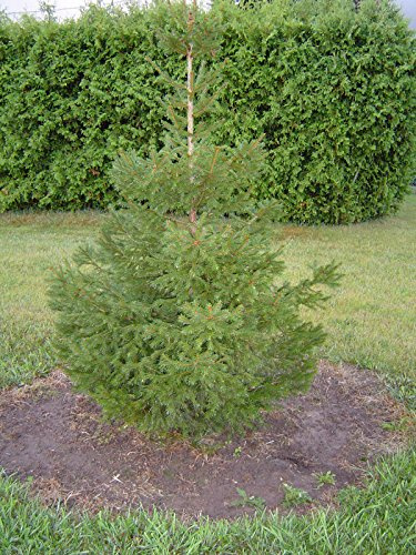Abete rosso Picea abies DI PIANTINE