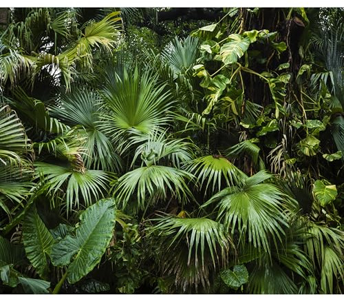 murando - Fototapete selbstklebend tropische Blätter Monstera, 343x256 cm | Selbstklebend ohne Kleister, Full HD Druck, ideal fürs Wohn- oder Schlafzimmer, schnelle Montage, lichtbeständig, geruchsfrei