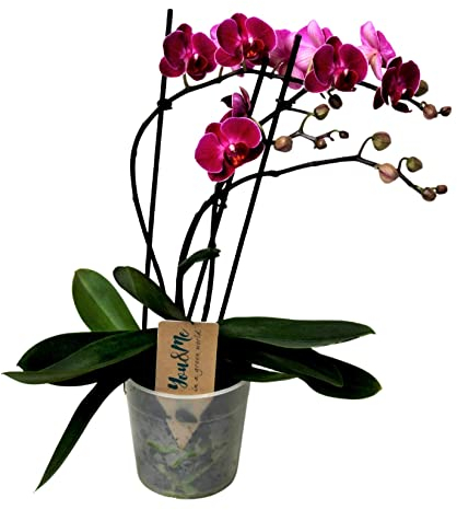 Plant in a Box - Phalaenopsis Multiflora - Orchidee Lila - Mottenorchidee - Blühende Zimmerpflanze - Katzenfreundlich - Topf 12cm - Höhe 35-45cm