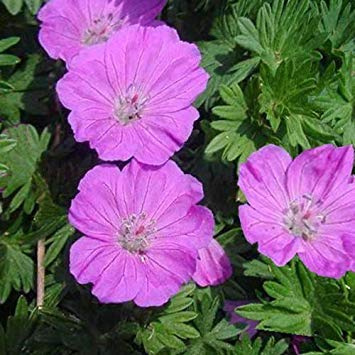 Geranium Sanguineum Kleine Perle Seeds: Only Seeds