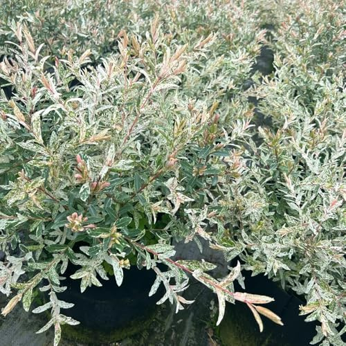 semi resistenti di salice arlecchino, arbusti resistenti alla stelo di salice arlecchino piantare semi, piantare alberi decorazione del soggiorno, albero ornamentale 125pcs