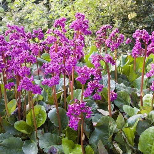 semi di bergenia cordifolia per luoghi soleggiati, ombra di bergenia resistenti per giardino, decorativi to perenni, decorazione 25pcs
