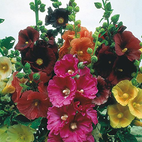 50 (Rose Violet Jaune Blanc) trémière Super Single Mix Graines